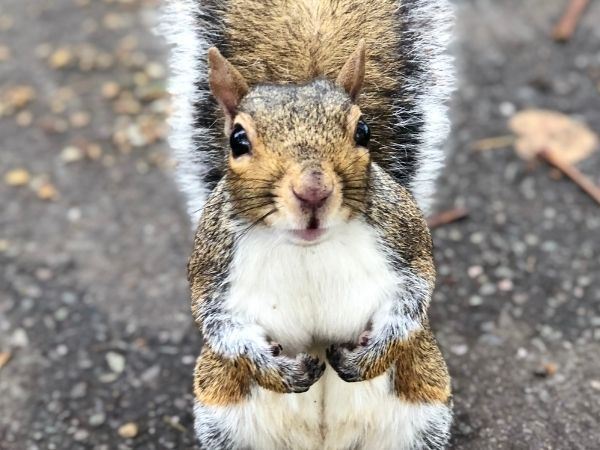 Görkemli Londra ve Kraliyet Sarayları